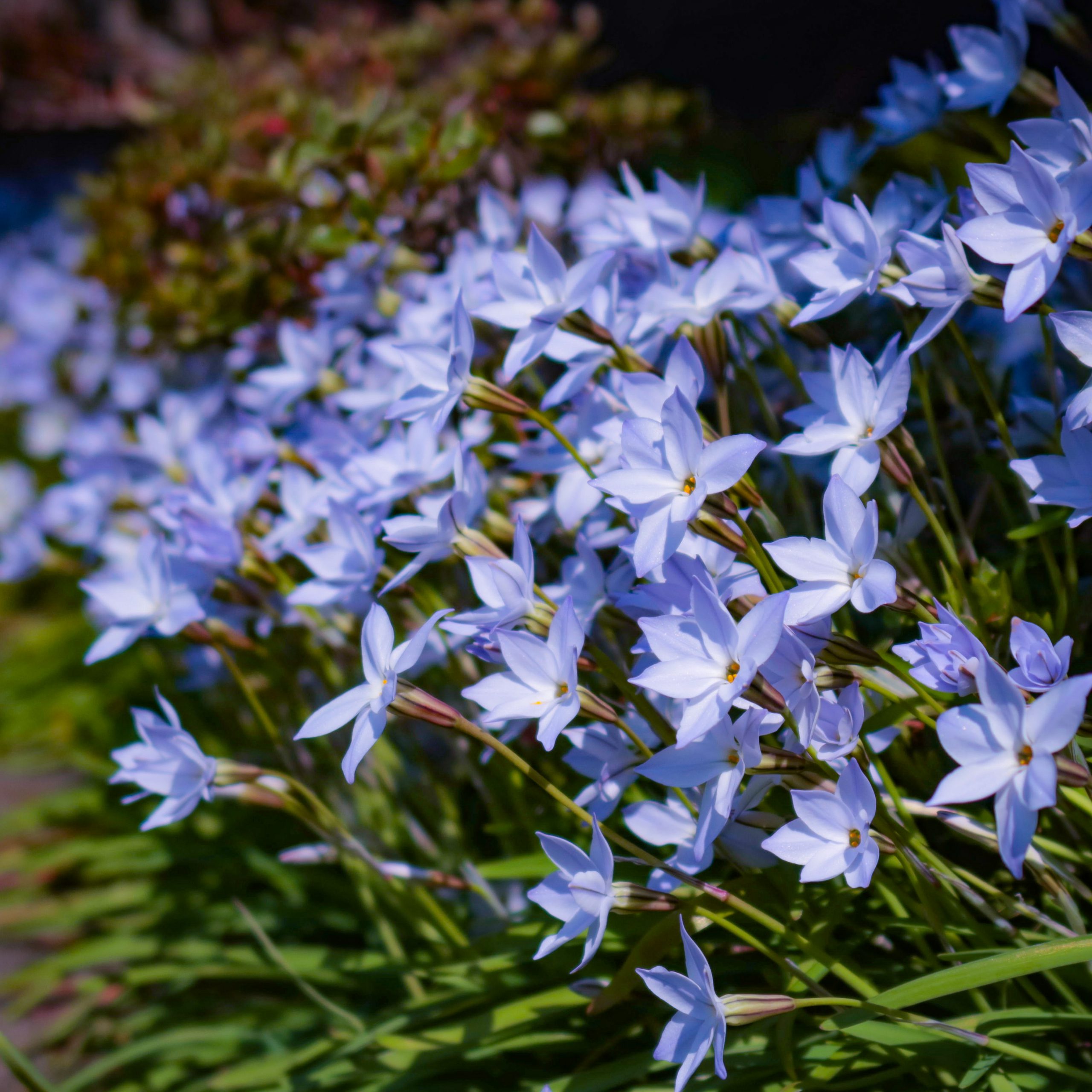 ハナニラ 花撮影技術 植物園紹介 花のブログ