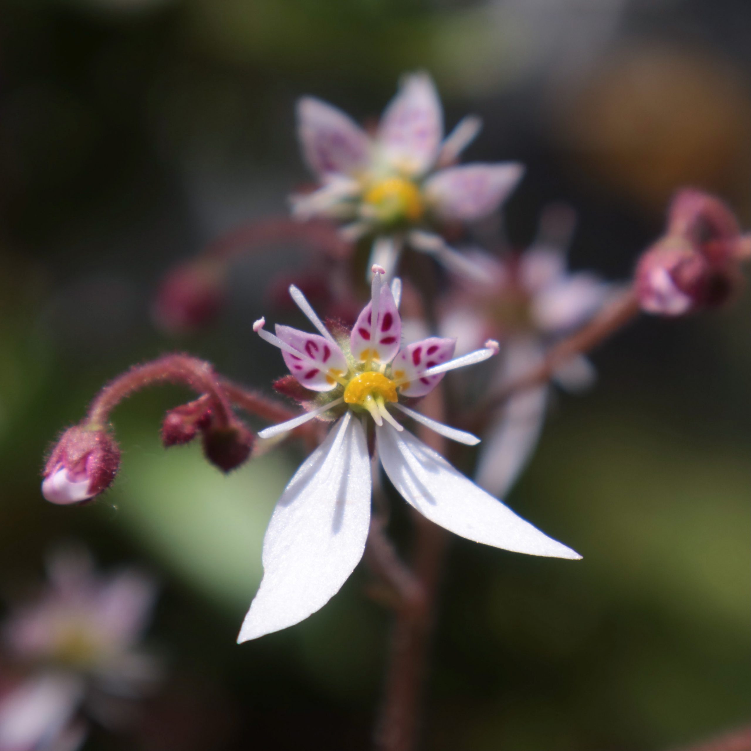 ユキノシタ 花撮影技術 植物園紹介 花のブログ