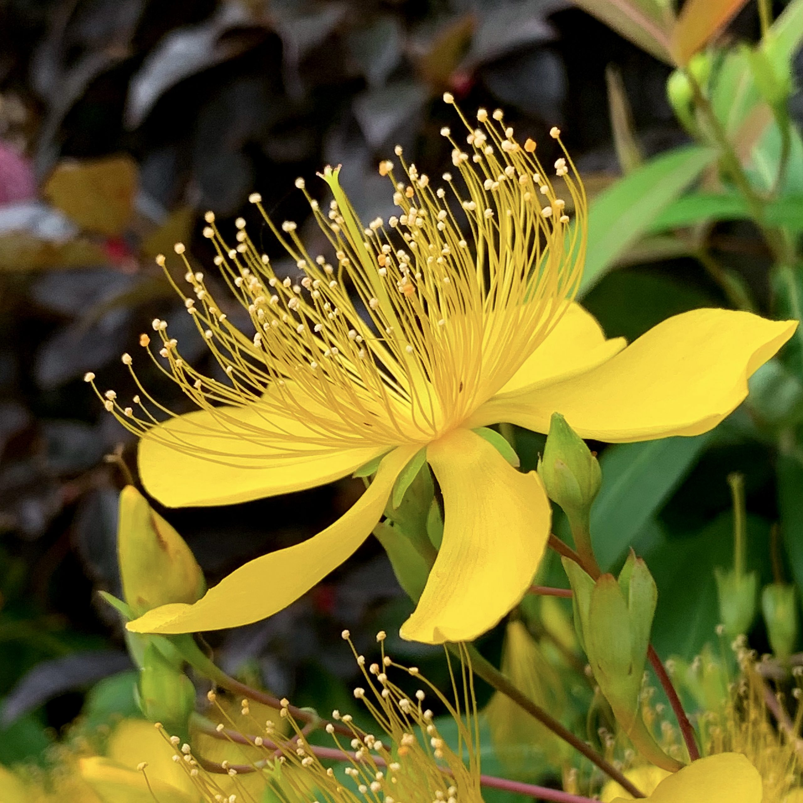 ビヨウヤナギ 花撮影技術 植物園紹介 花のブログ