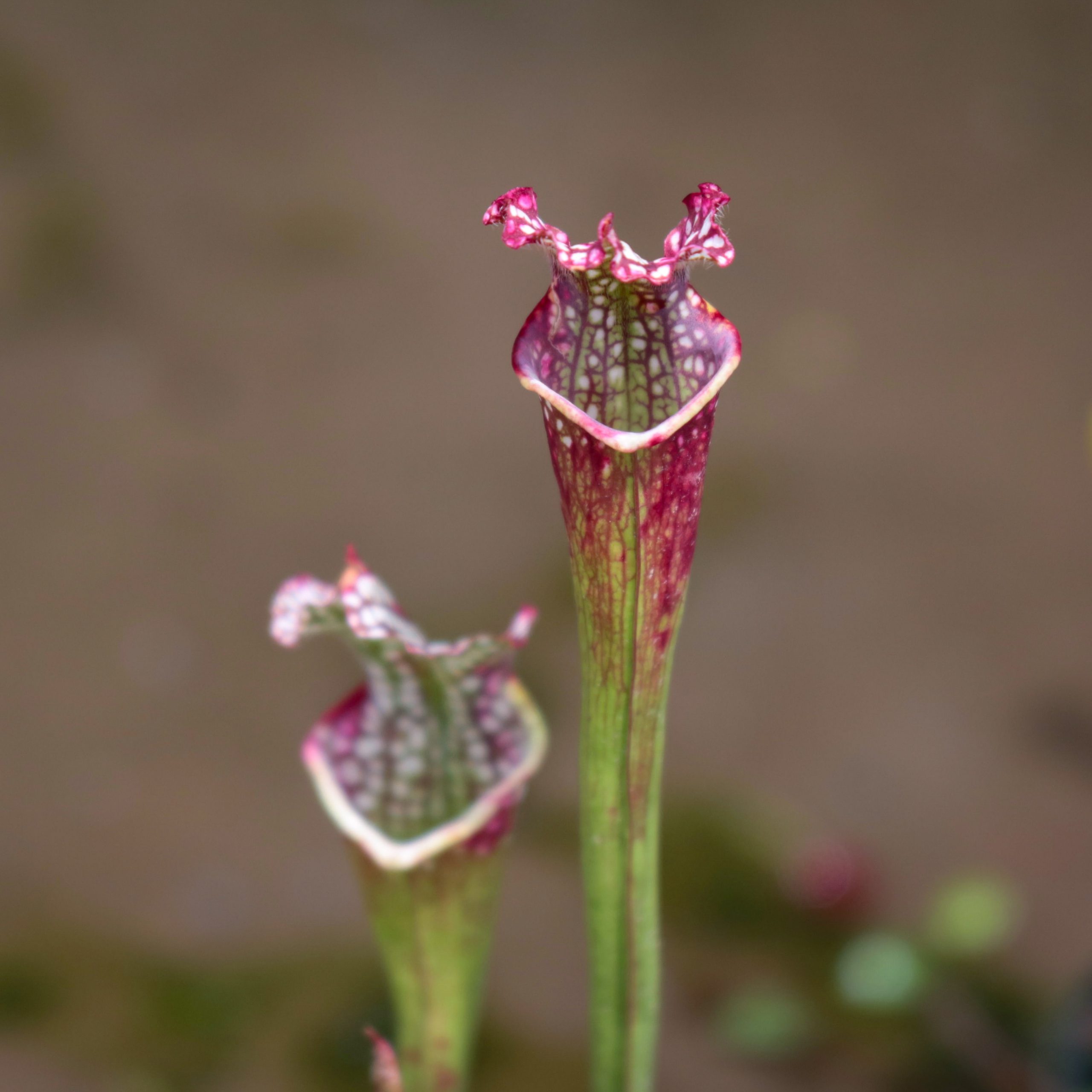 サラセニア 花撮影技術 植物園紹介 花のブログ