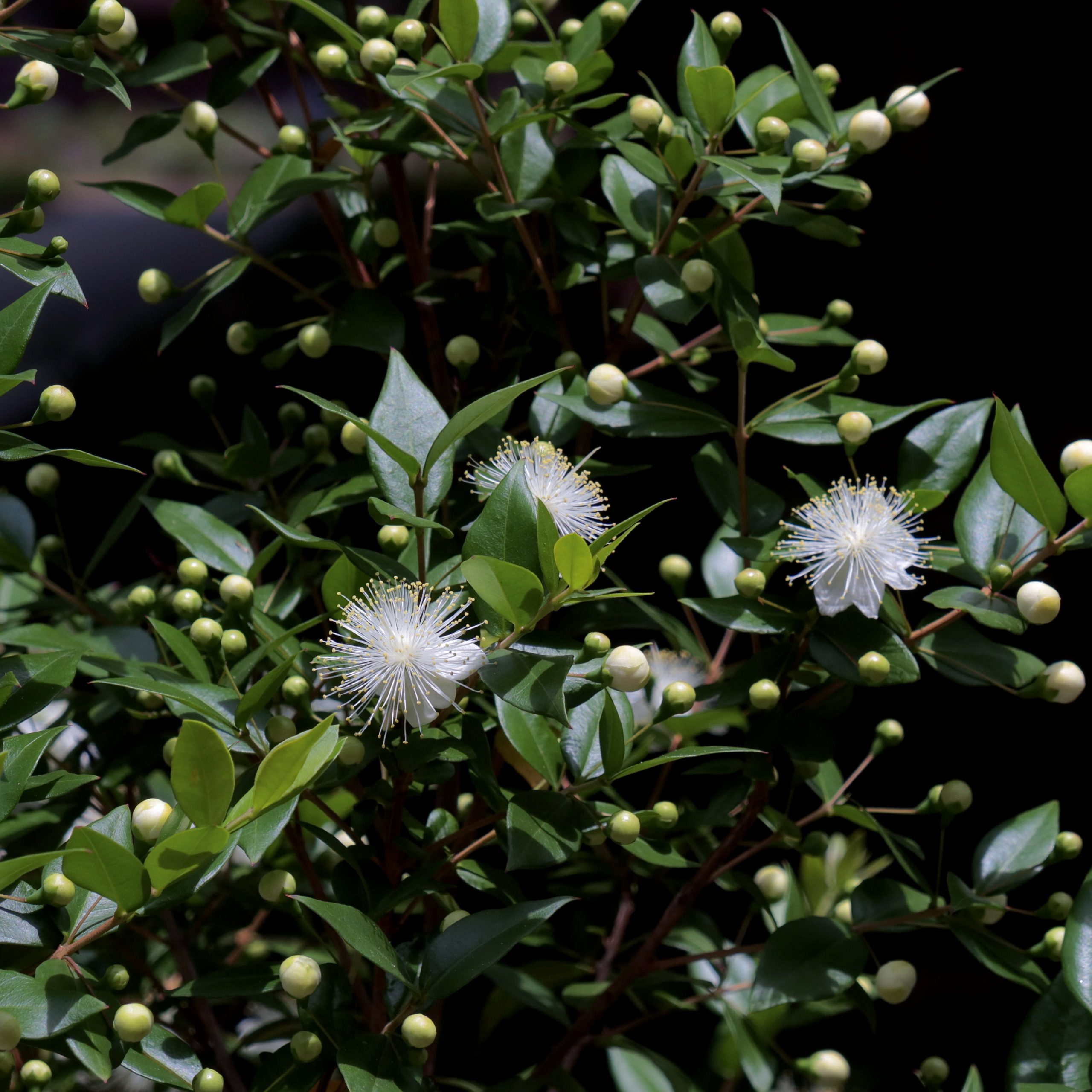 ギンバイカ 花撮影技術 植物園紹介 花のブログ
