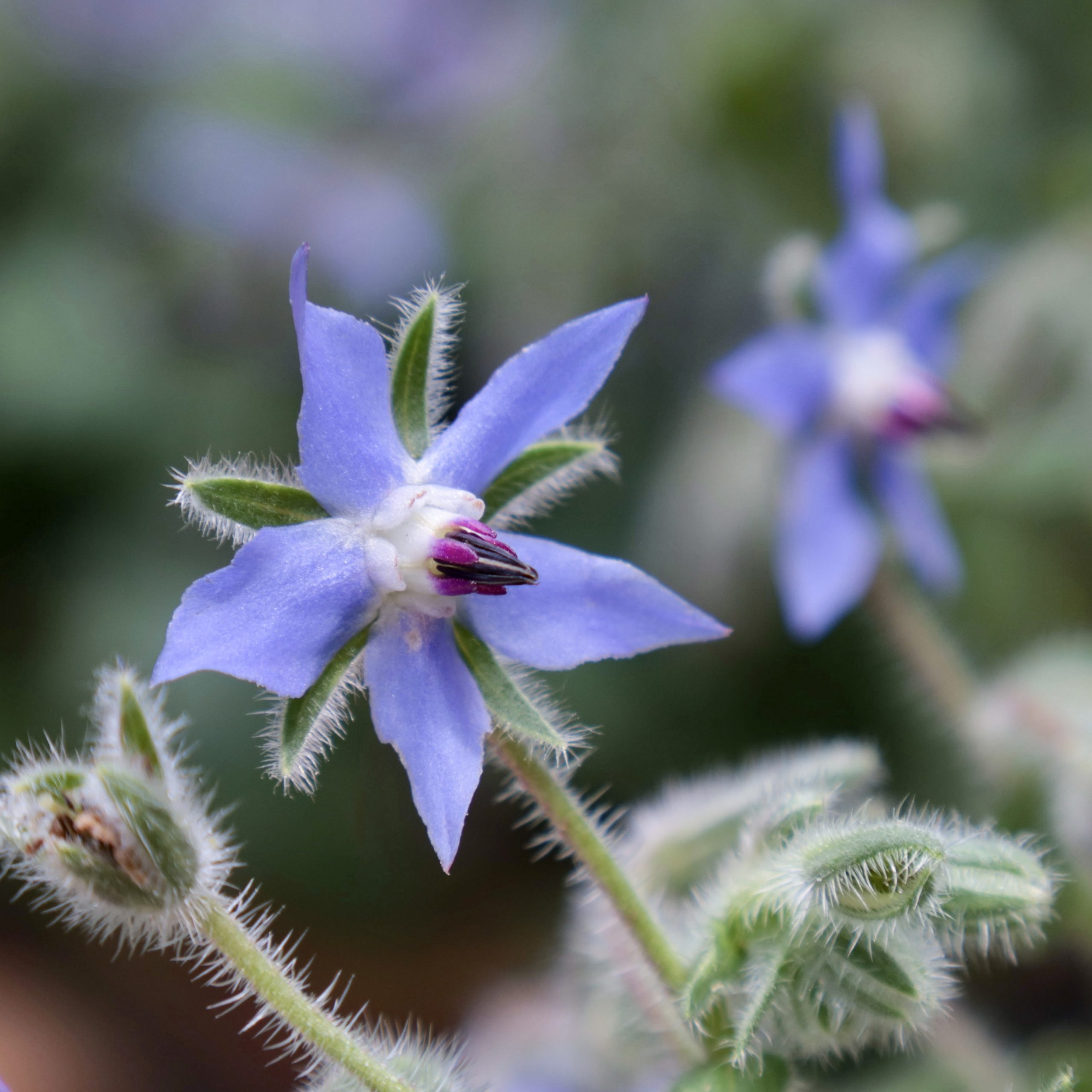 ボリジ 花撮影技術 植物園紹介 花のブログ