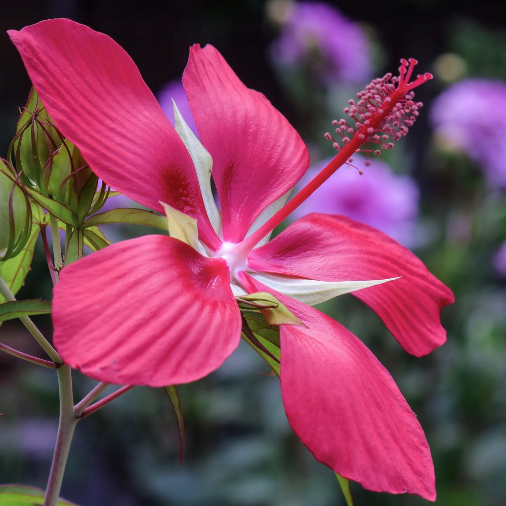 モミジアオイ 花撮影技術 植物園紹介 花のブログ