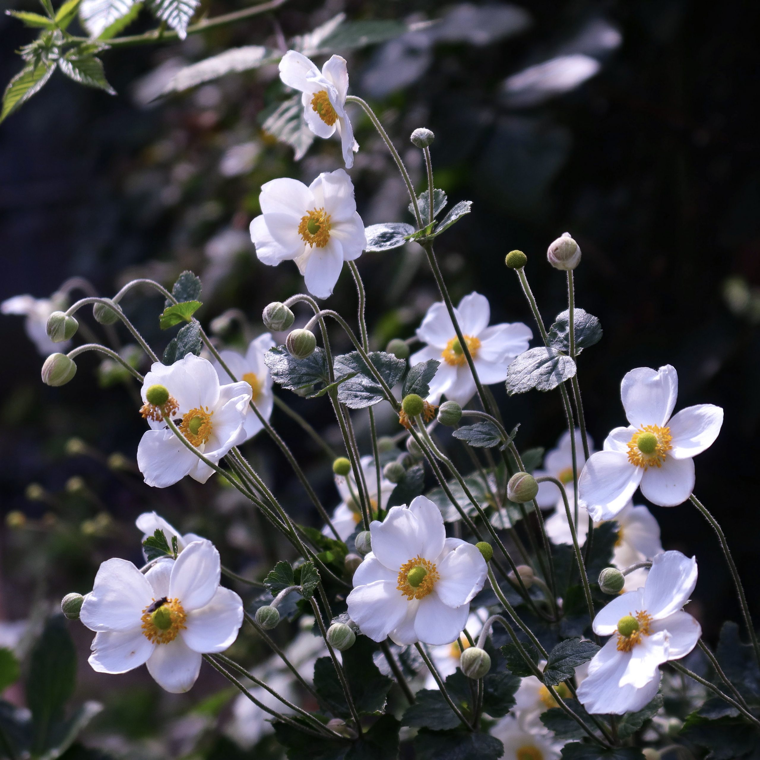 シュウメイギク 花撮影技術 植物園紹介 花のブログ