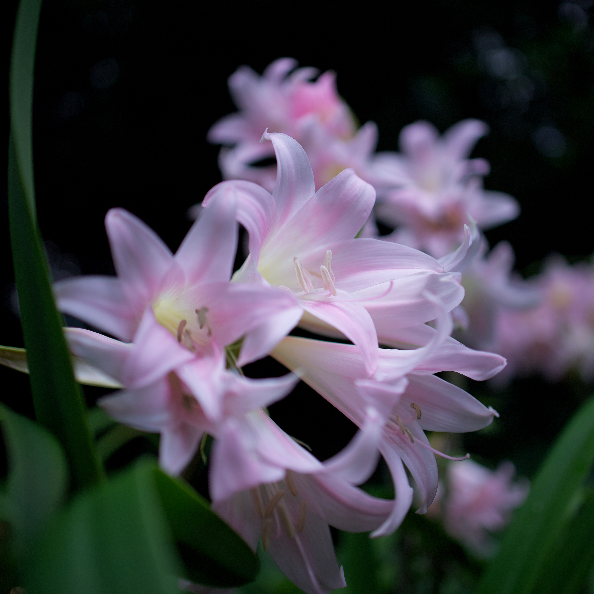 ホンアマリリス 花撮影技術 植物園紹介 花のブログ