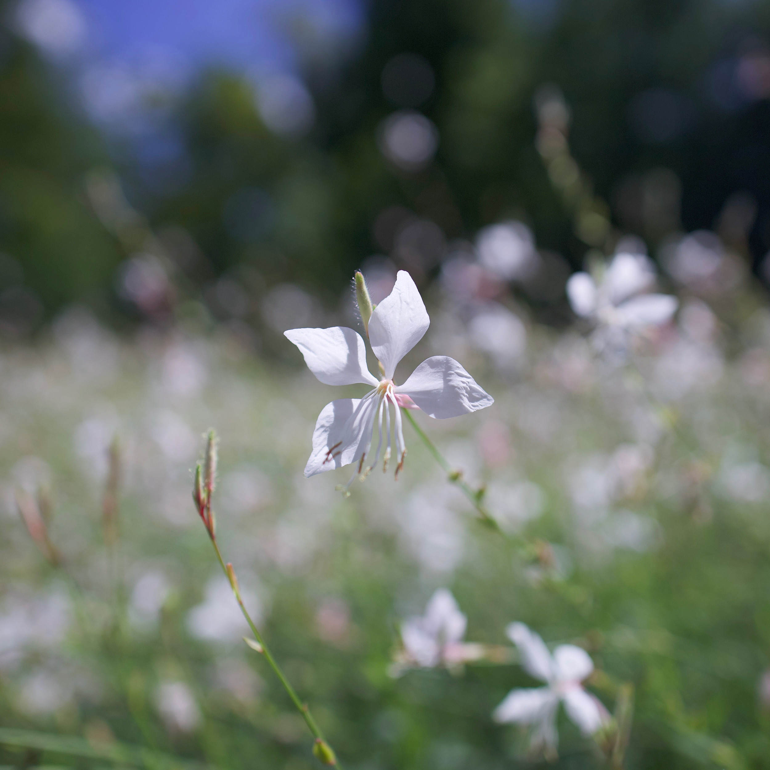 ガウラ 花撮影技術 植物園紹介 花のブログ